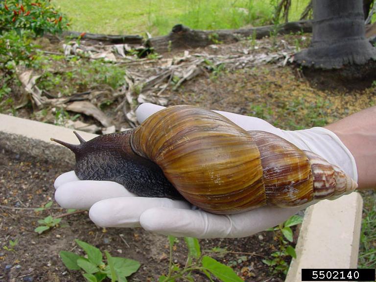 African snail no threat to agro: top official