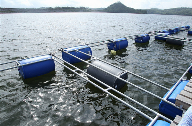 Medina pledges floating cages for fish farmers