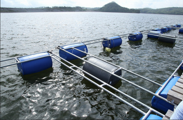 https://dominicantoday.com/wp-content/uploads/2018/04/Fish-farm-Bao-dam.png