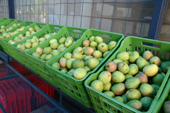 [Image: mango-crates-bani.jpg]