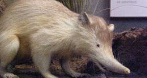 Truly one-of-a-kind Solenodon