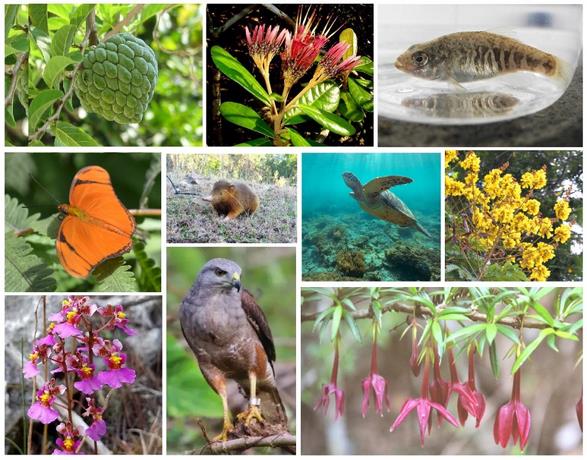 What are the most threatened species in the Dominican Republic?