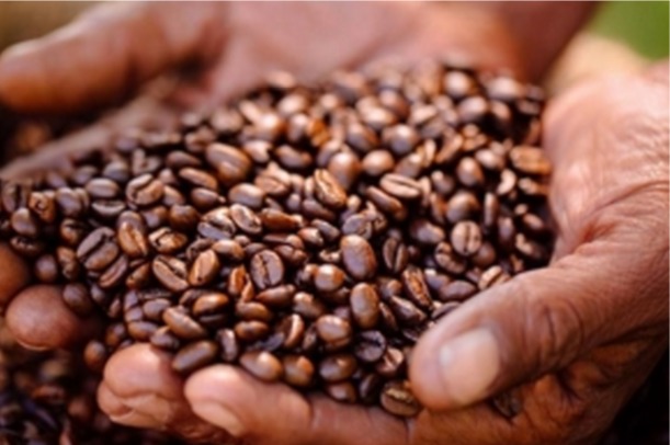 hands on sustainable dominican coffee experience｜TikTok Search