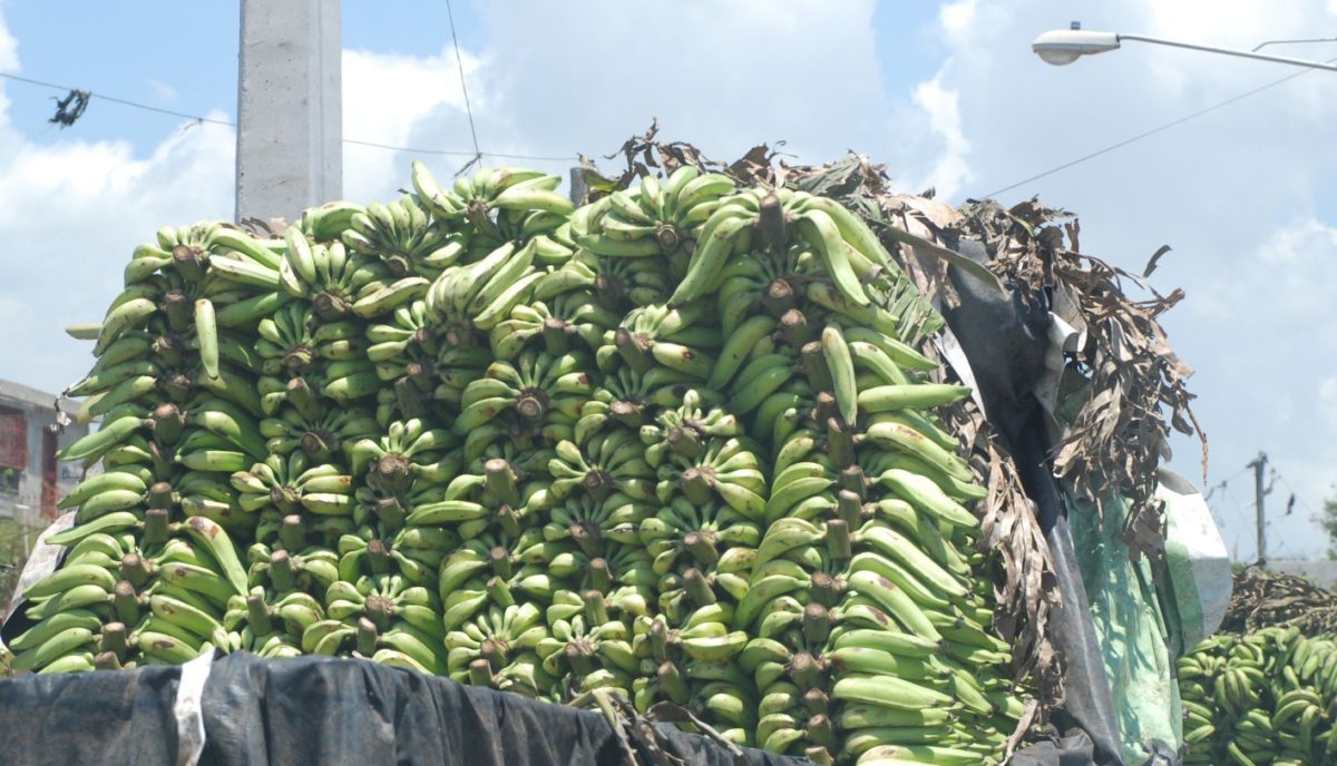 banana economia