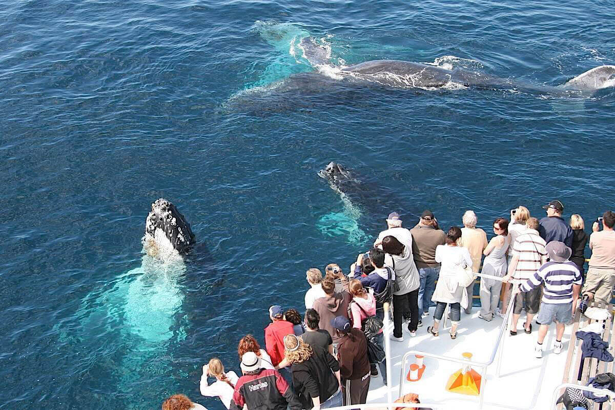 whale watching tour dominican republic