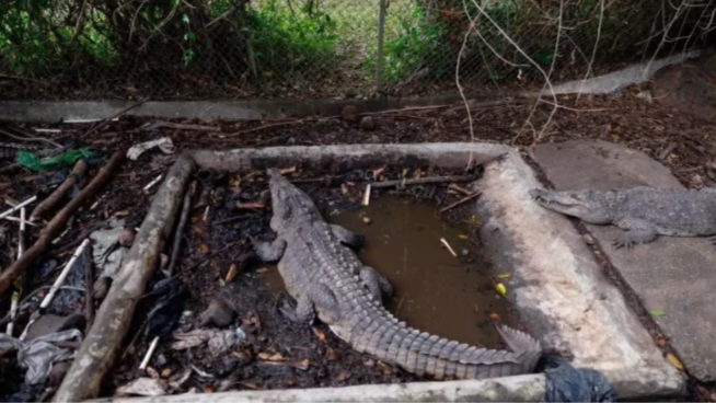 Authorities seize three crocodiles from ex-baseball player José Rijo