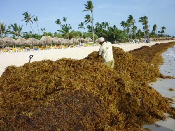 Seaweed spreads across Dominican Republic