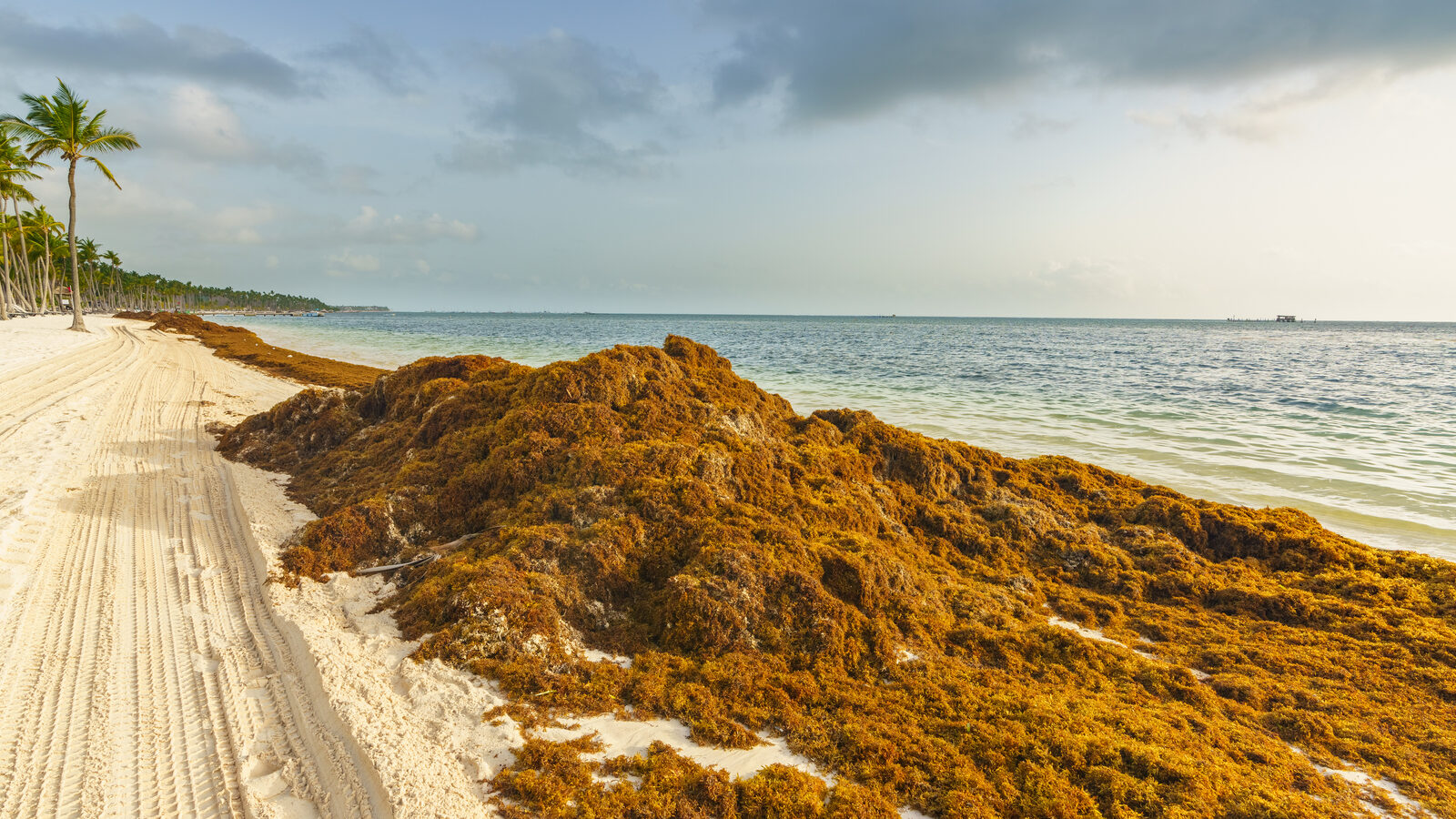 Sargassum In Punta Cana 2025