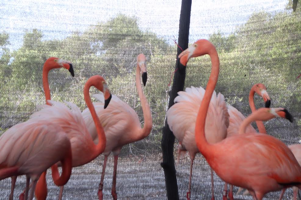 Pombo rosa é encontrado em Nova York e recebe o nome de Flamingo - Notícias  - R7 Internacional