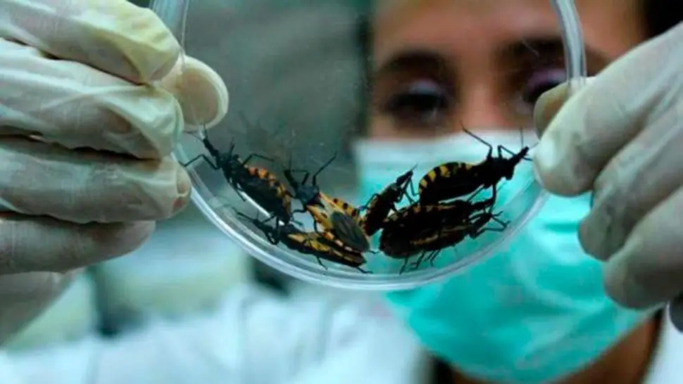 Chagas Disease: Coming to a Transplanted Patient Near You