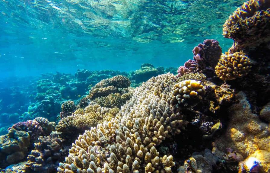 jamaican coral reefs