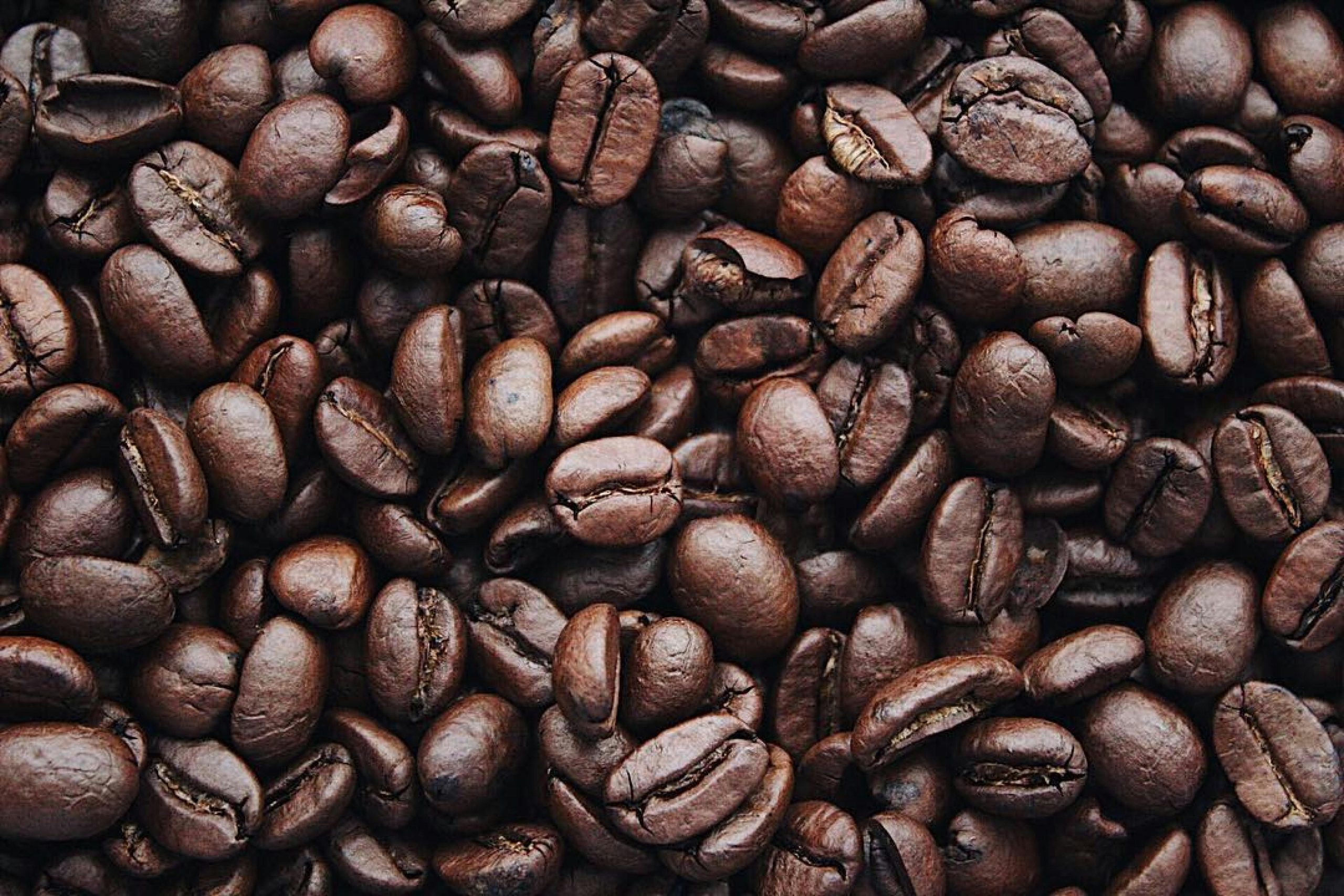 Dominican coffee exports reached US$75 million between 2020-2023