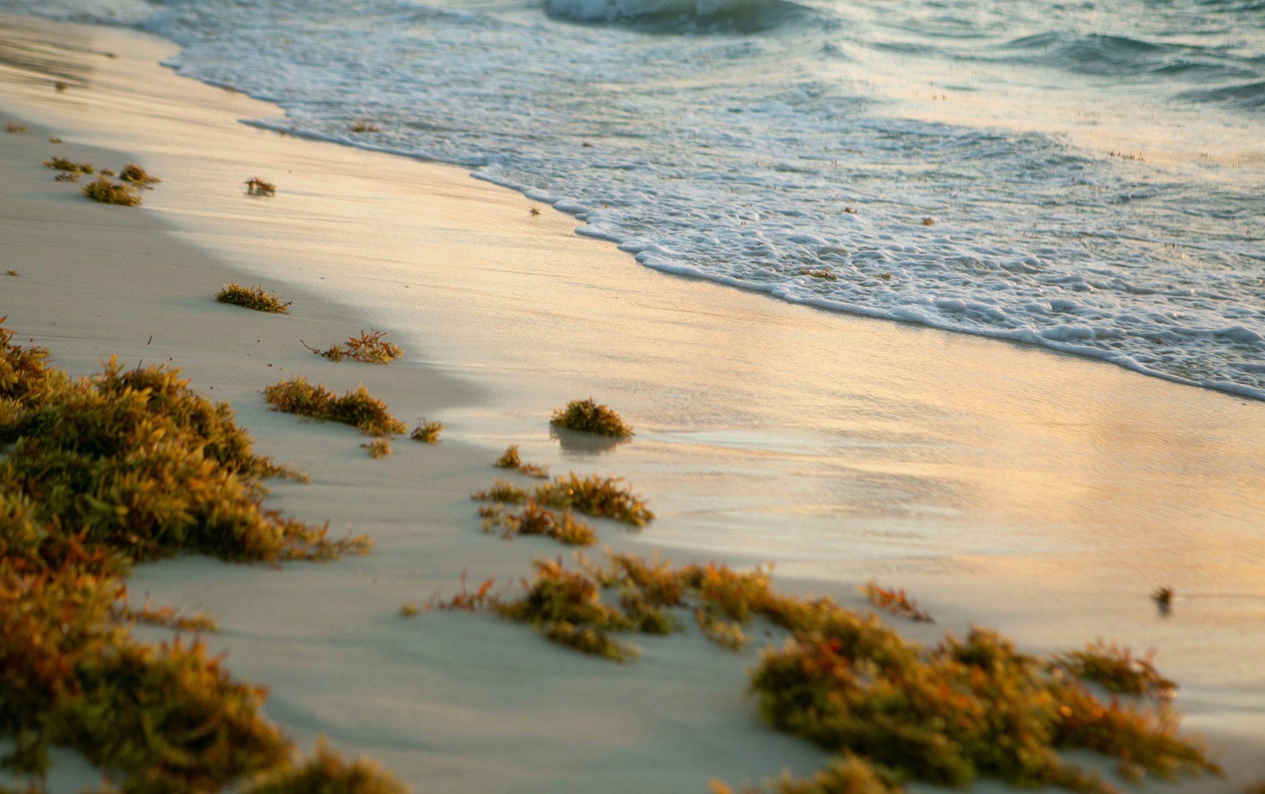 Sargassum invasion impacts Boca Chica