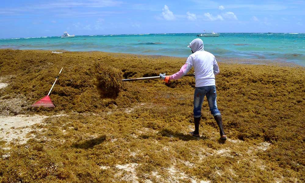 Intec and French Embassy partner for waste and sargassum management