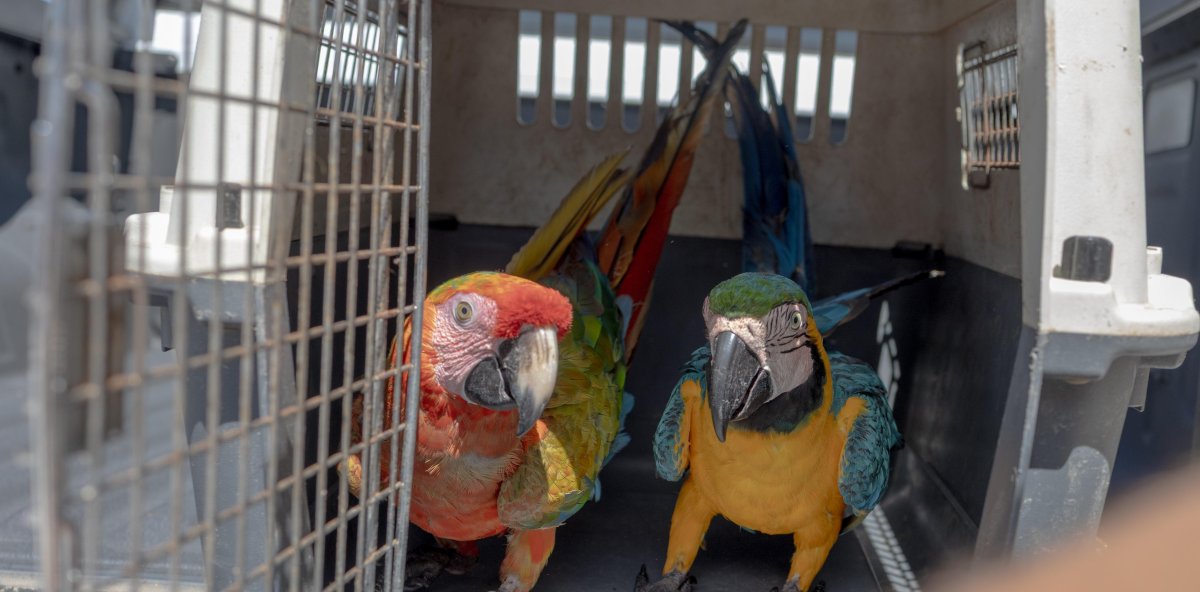 Requirements and warnings Mandatory registration of exotic animals: What you should know?