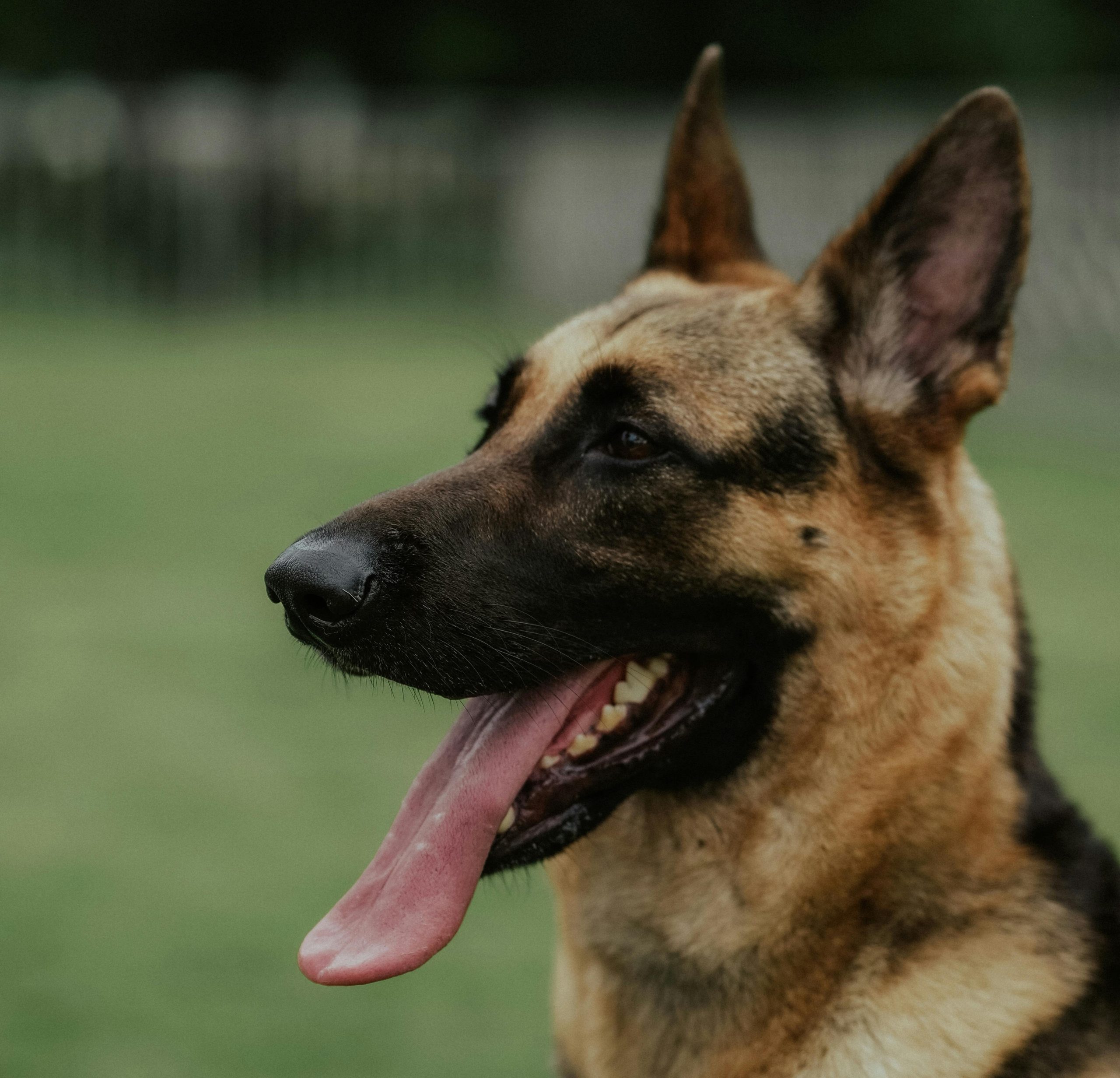 Public Ministry creates canine unit to search for missing persons and recover bodies