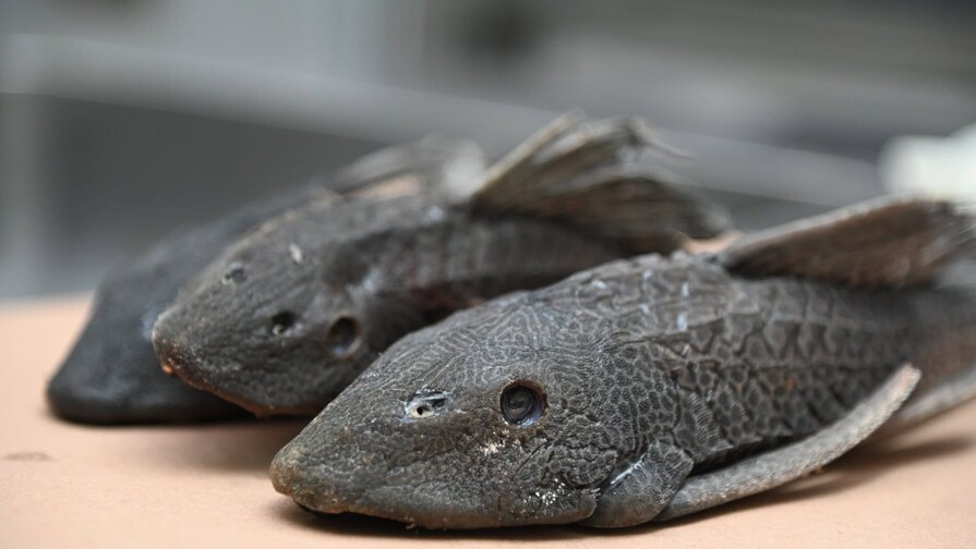 Communities in Montecristi transform the devil fish into a productive alternative