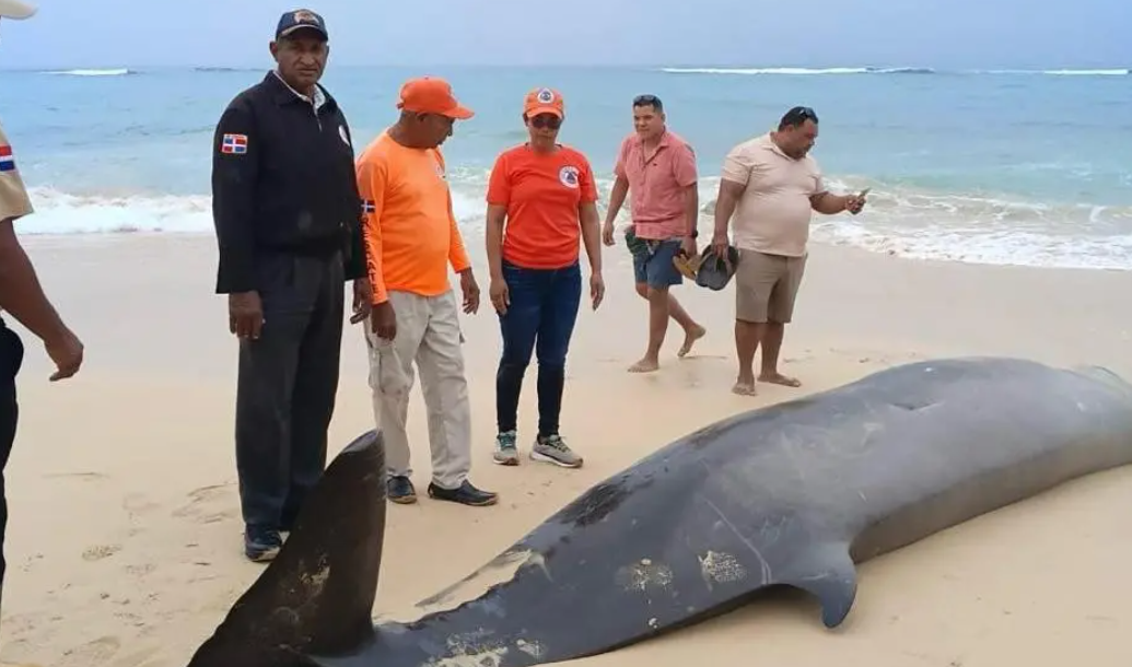 Mesoplodon whale found dead on shore of Playa Grande