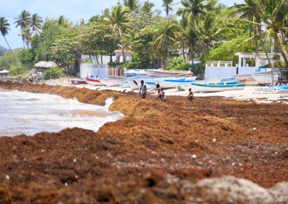Researchers at Intec extract high-value raw materials from sargassum for various industries