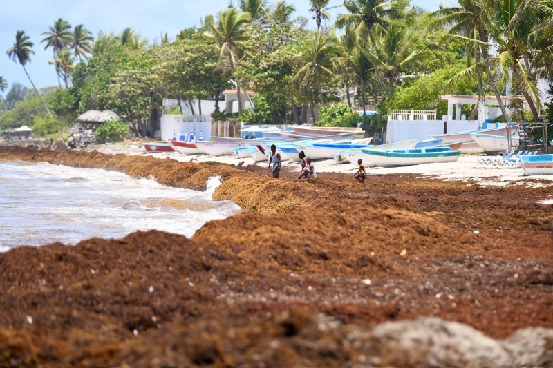 Sargassum covers the waters of the main Dominican beaches
