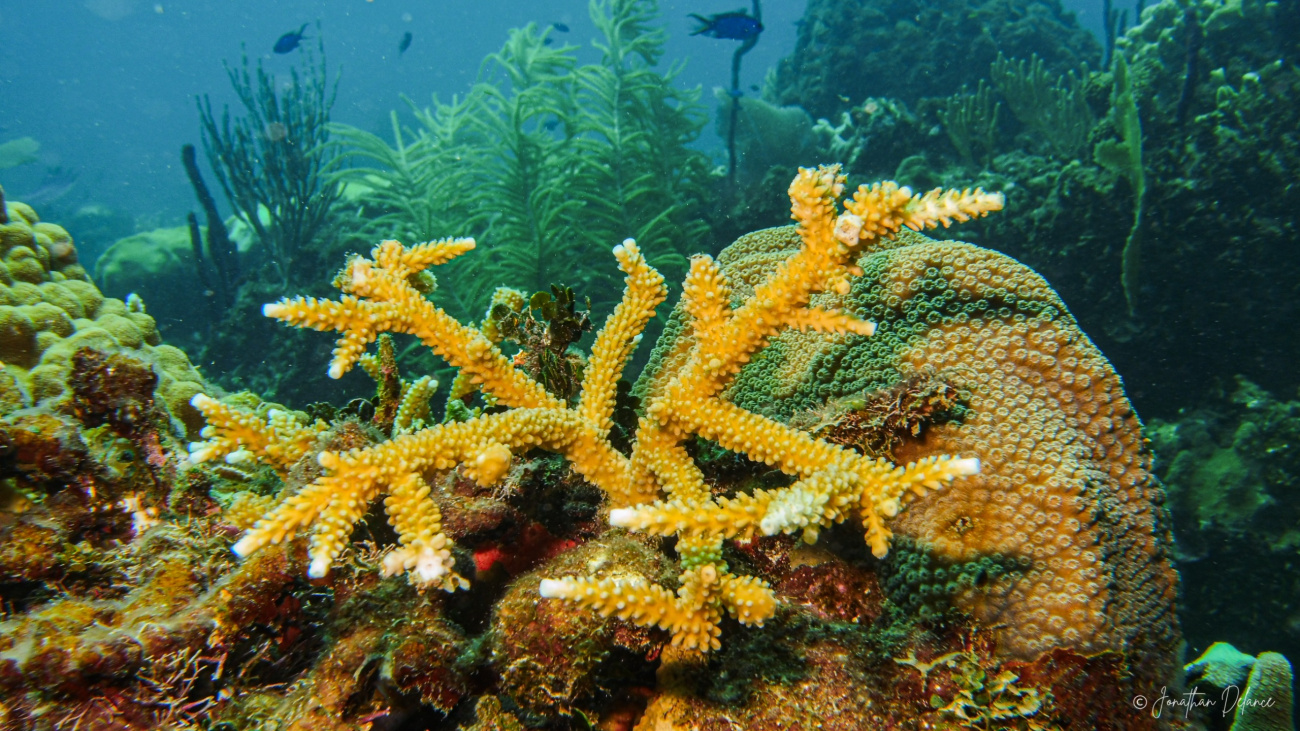 Dominican Republic to join Beata Submarine Ridge expedition