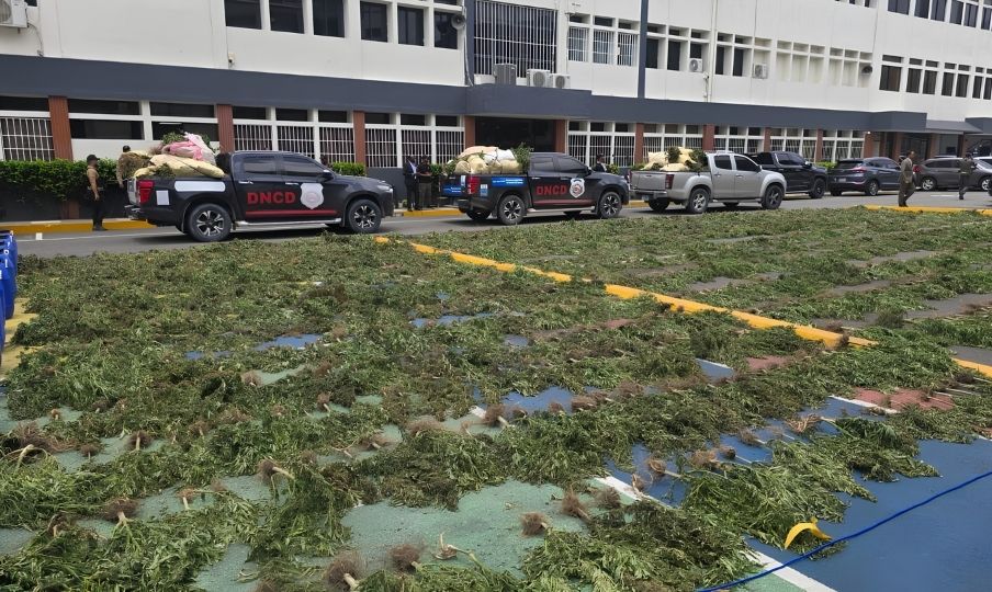 DNCD seizes over 3,000 suspected Marijuana plants in Ocoa operation