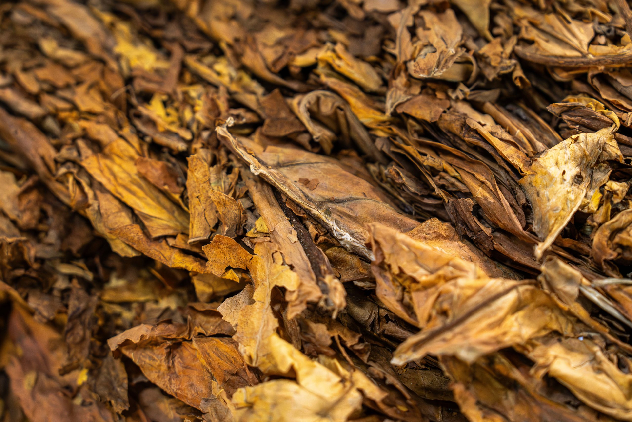 Tobacco exports generate $1.359 billion for Dominican Republic in 2025