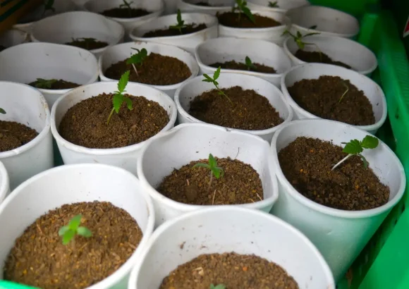Authorities seize 421 suspected marijuana plants in Santo Domingo Oeste