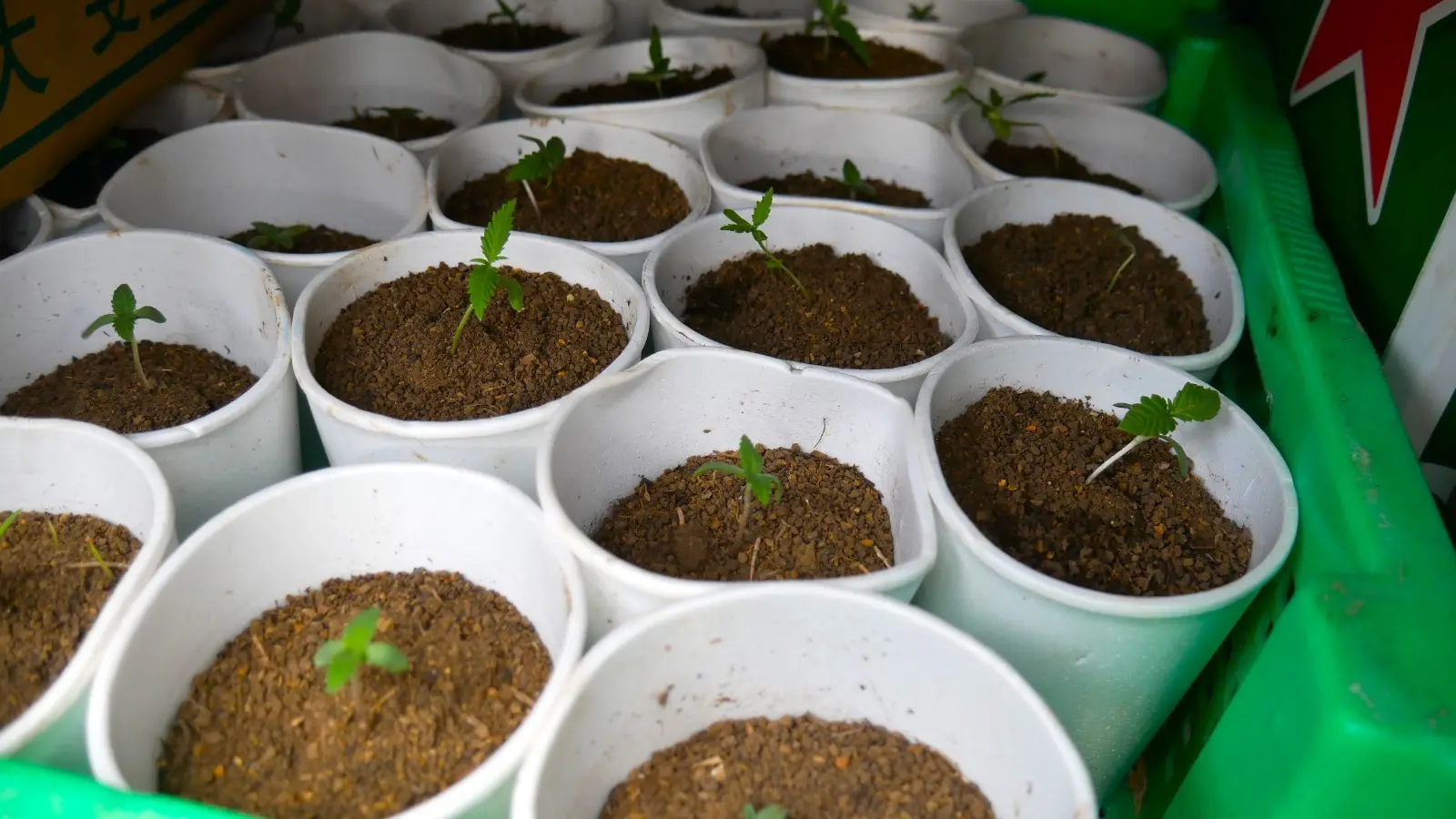Authorities seize 421 suspected marijuana plants in Santo Domingo Oeste