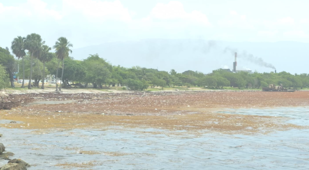 Authorities mobilize to remove sargassum from Barahona beaches