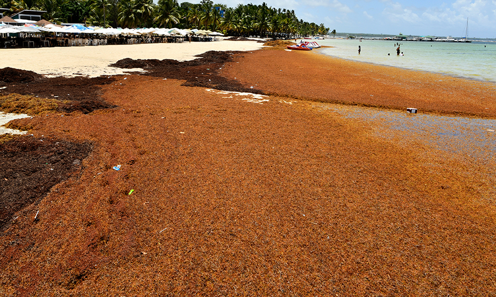 Dominican government delivers equipment to combat sargassum on Boca Chica beaches