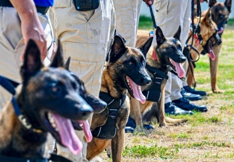 Aerodom delivers 18 explosives detection dogs to Cesac