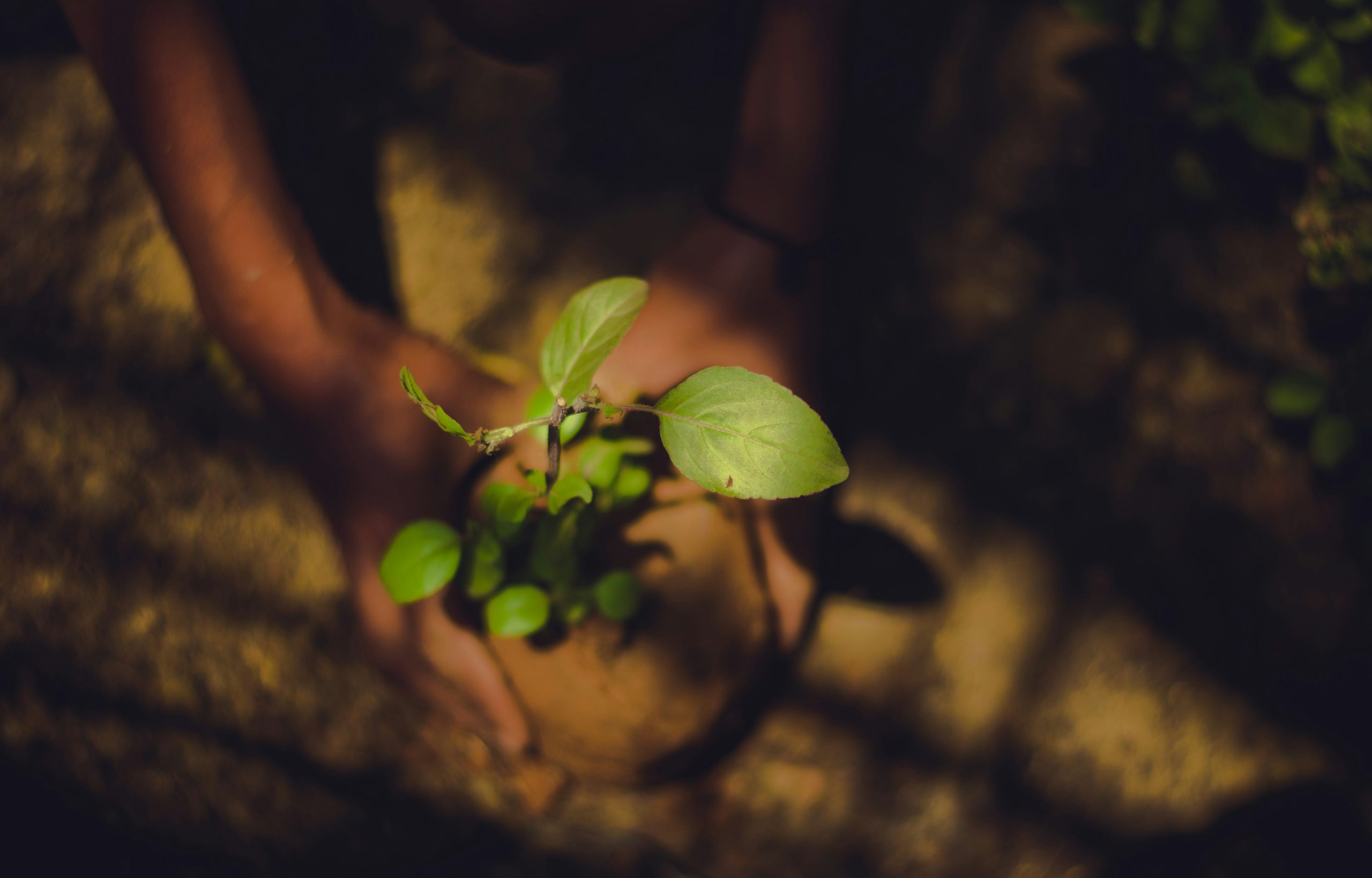 Environment Ministry announces 10 million-tree reforestation initiative