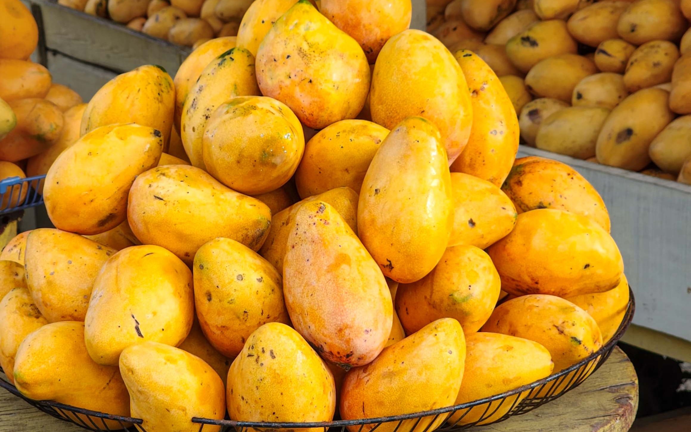 US mango import ban threatens Dominican producers with US$1.5 million in losses