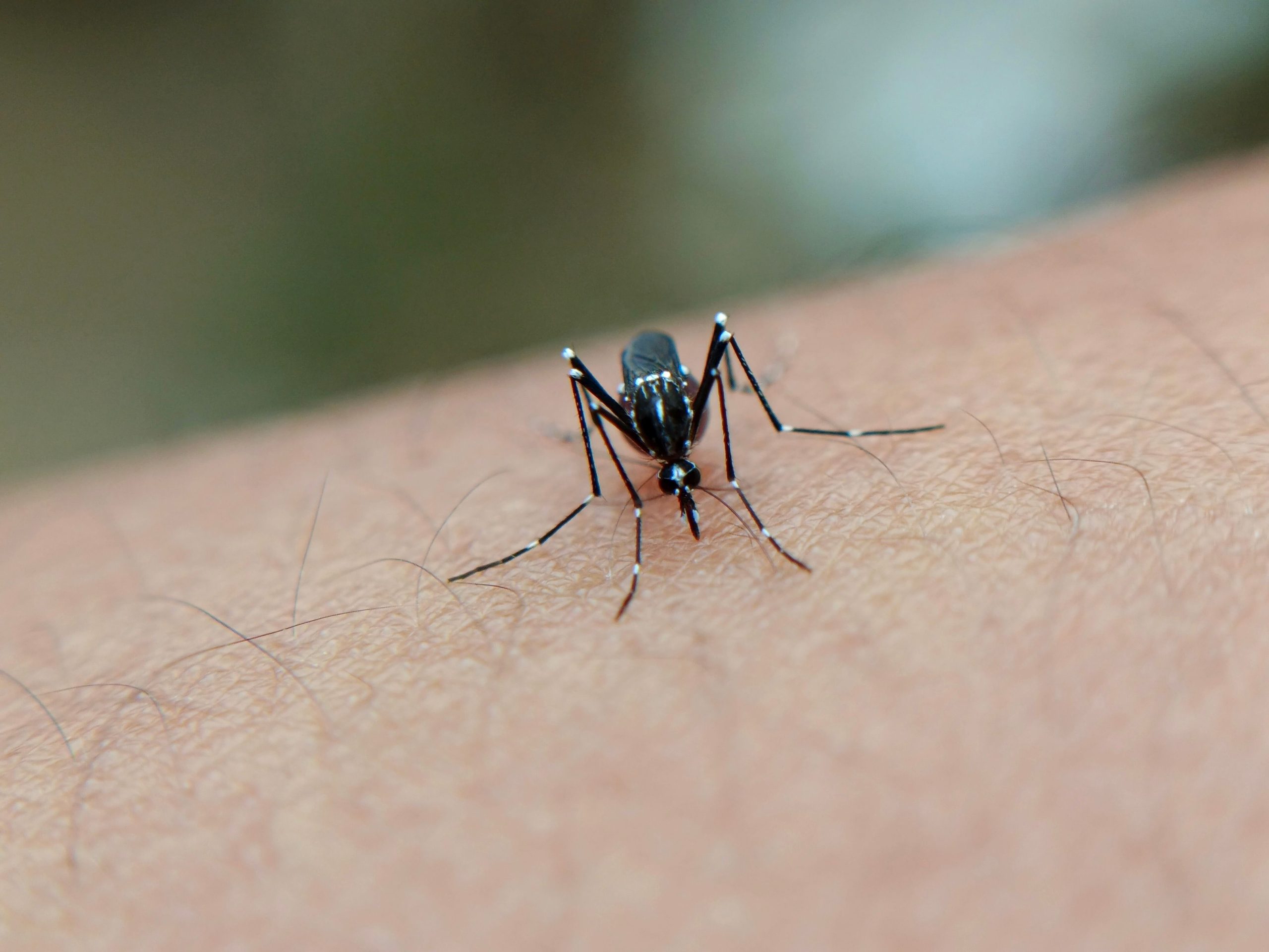 Public Health: Dengue cases reach 185 as respiratory illnesses remain stable