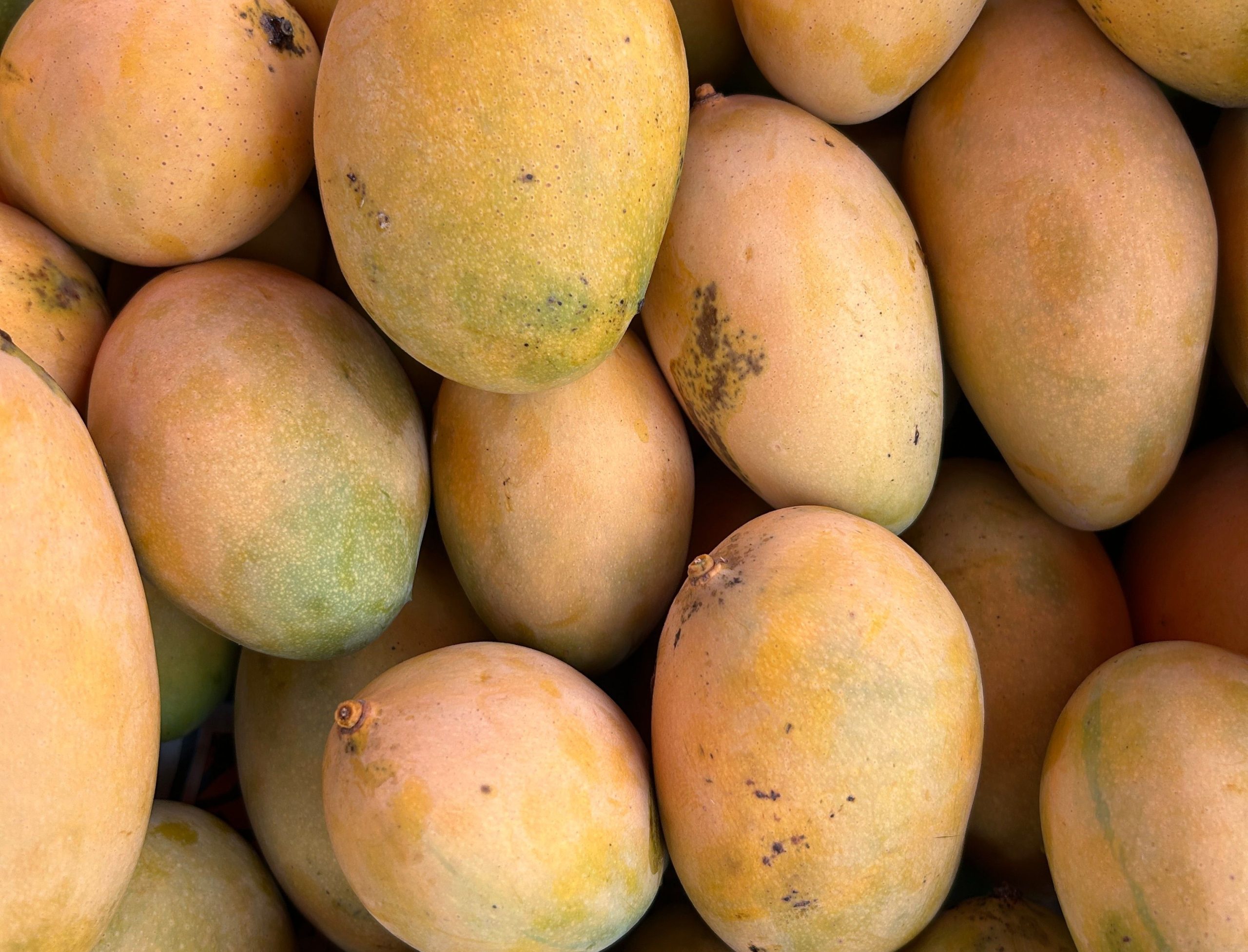 Dominican Republic reinforces fruit fly controls to maintain mango exports
