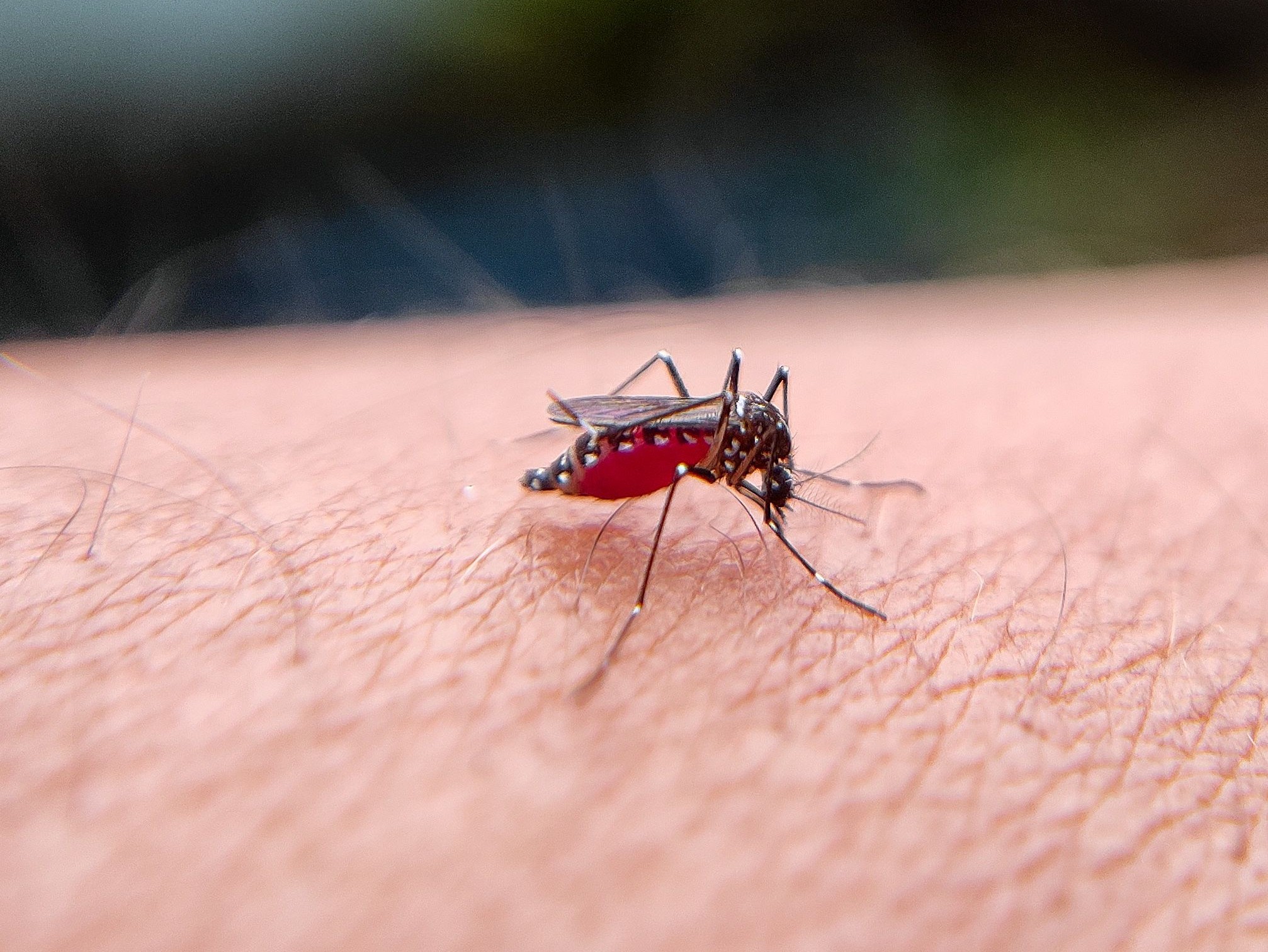 Dominican Republic reports 171 dengue cases in 2026 as incidence declines