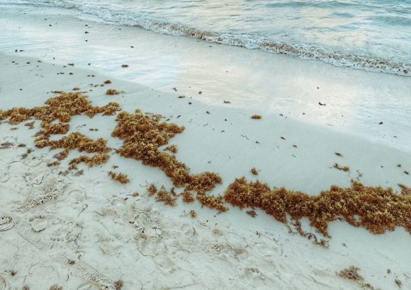 Record sargassum invasion threatens Punta Cana tourism