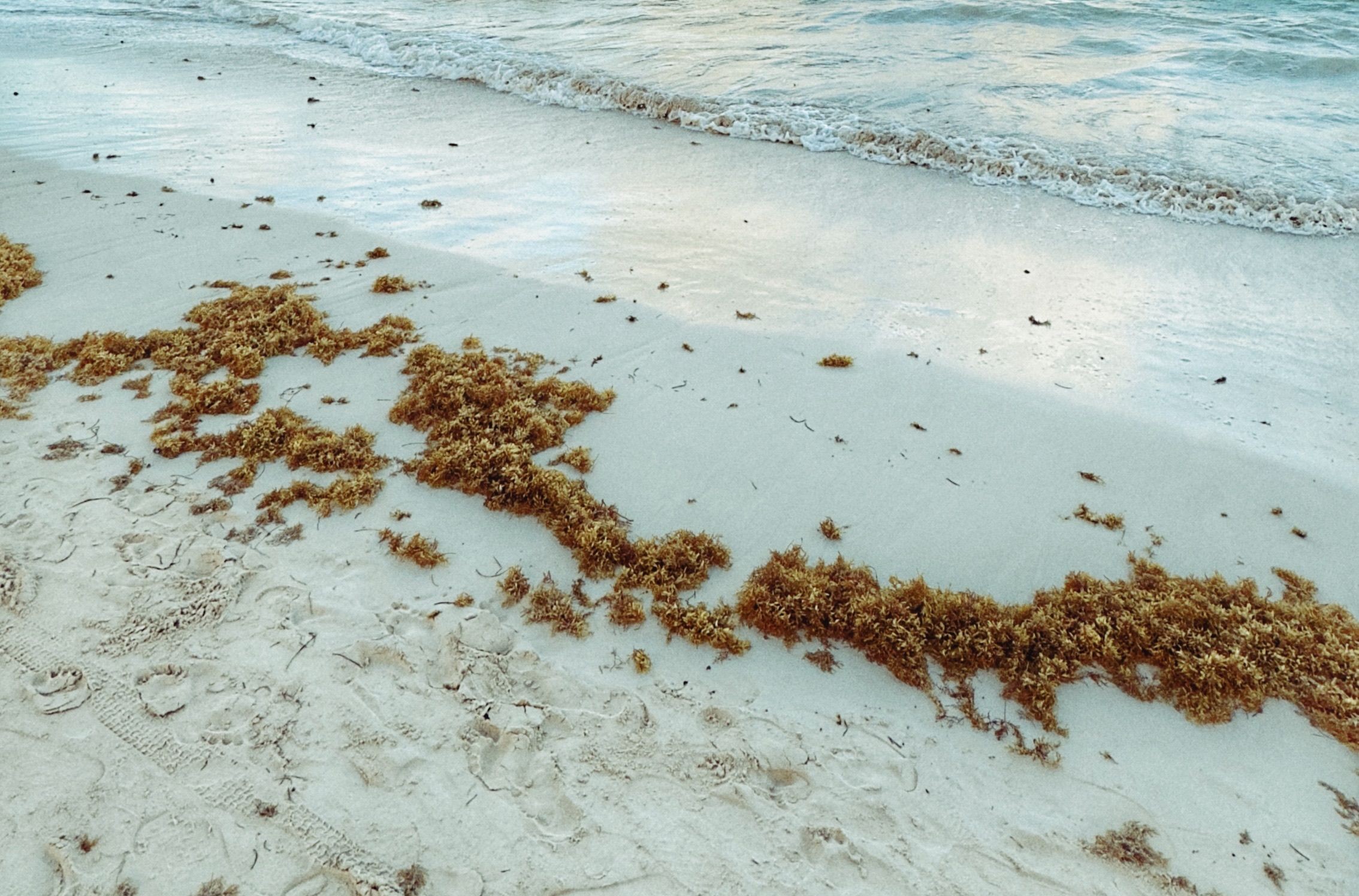 Record sargassum invasion threatens Punta Cana tourism
