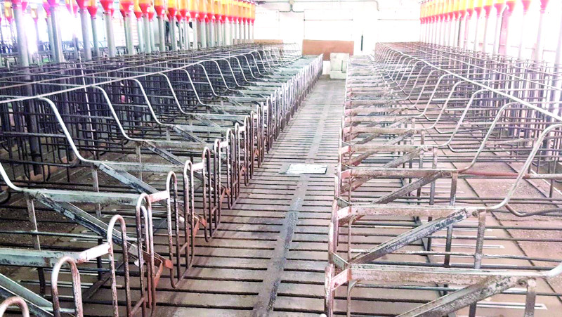 Swine fever and imports empty the Monte Adentro corrals in Licey