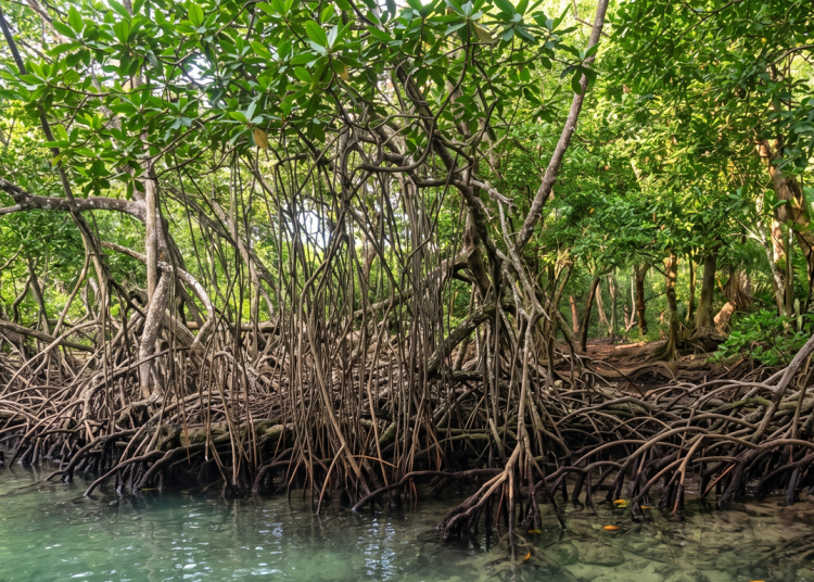 INTEC study warns mangrove loss could cost Dominican Republic US$75 million annually