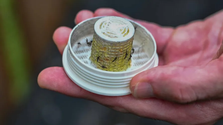 Hope for the tropics? A company in the US proposes to combat mosquitoes with… 600,000 mosquitoes