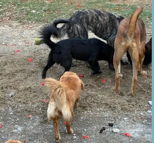 Institutions in Santiago Rodríguez coordinate actions to strengthen animal protection