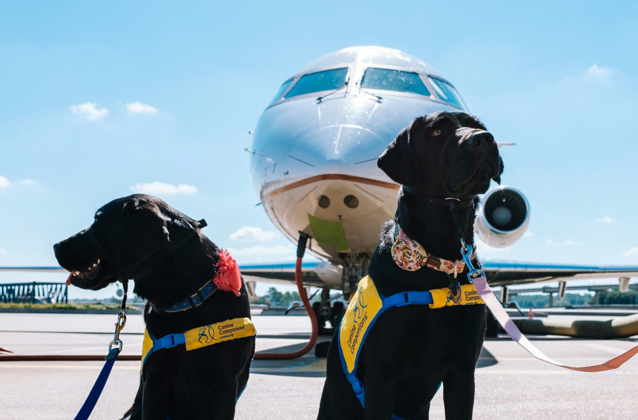 Traveling with pets: DIGEGA reduces health certificate processing to minutes