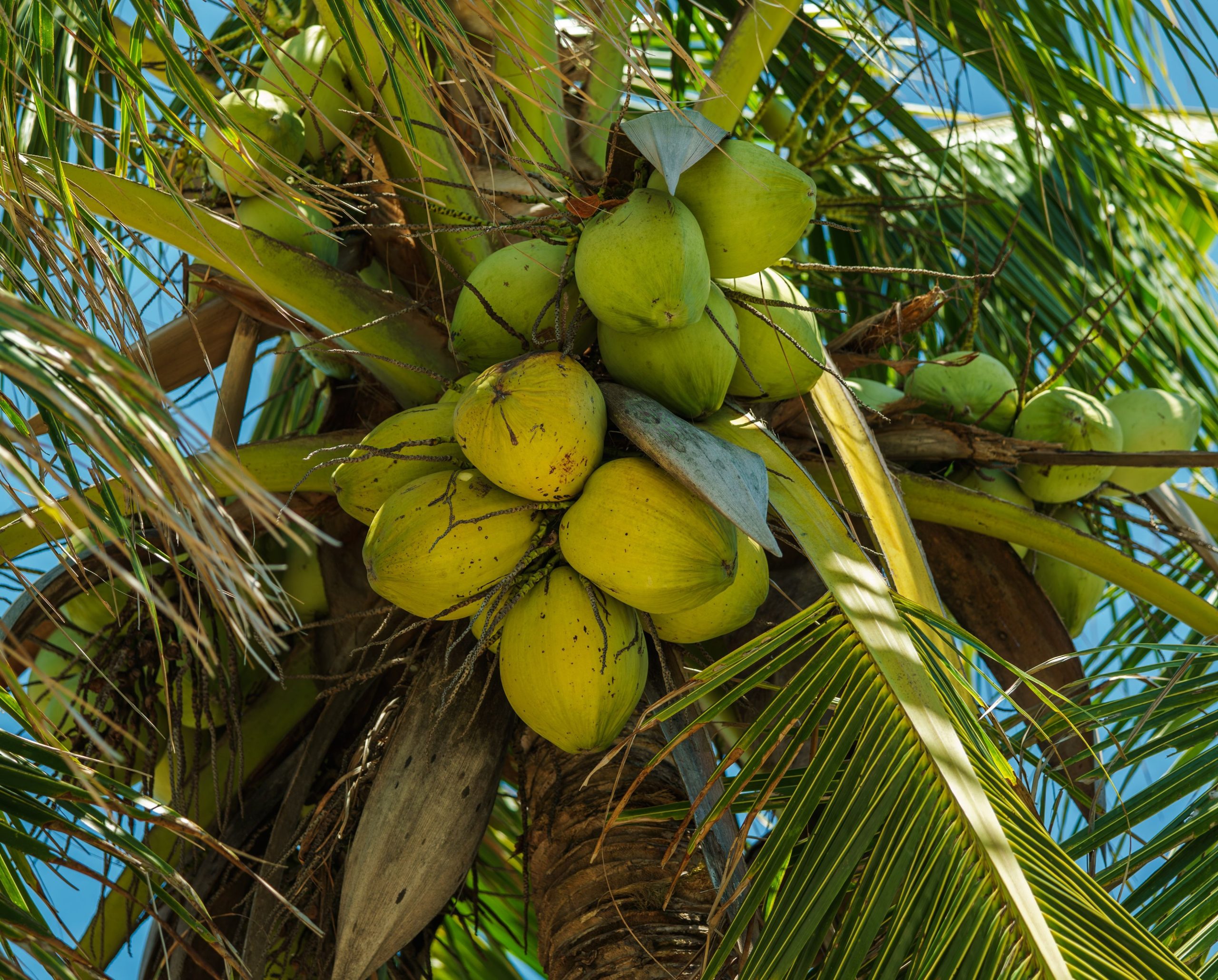 Dominican Republic to host first Coconut Summit on August 13