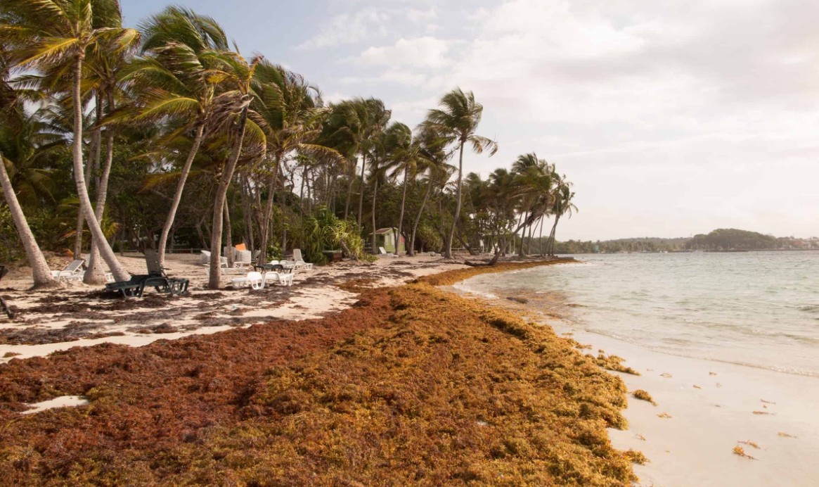 Asonahores calls for sargassum solutions that benefit tourism