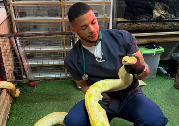 Are there venomous snakes in the Dominican Republic? Veterinarian explains what to do in case of a bite.
