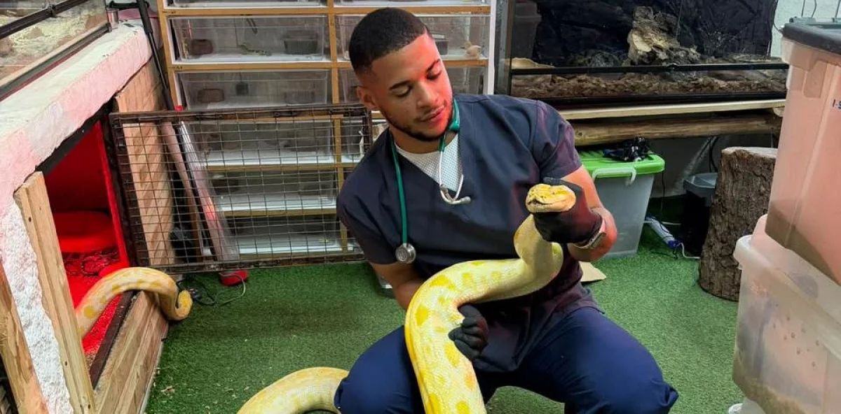Are there venomous snakes in the Dominican Republic? Veterinarian explains what to do in case of a bite.