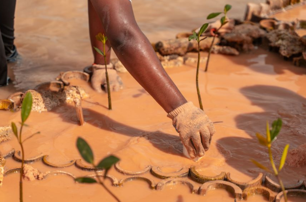 DP World reports 86% survival rate in Boca Chica mangrove restoration