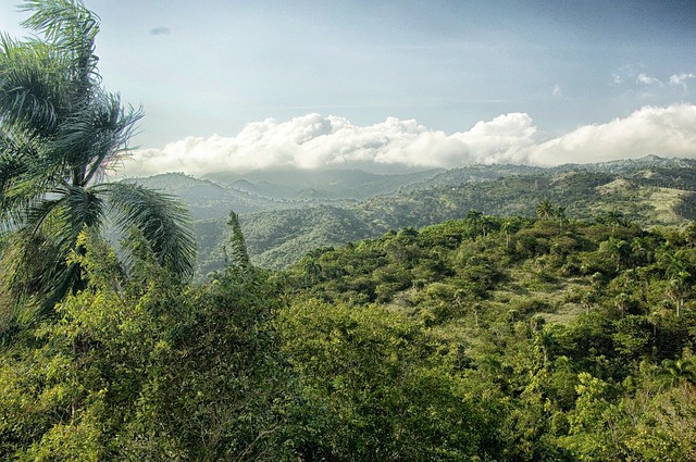 Agronomist warns that forests could disappear from national parks